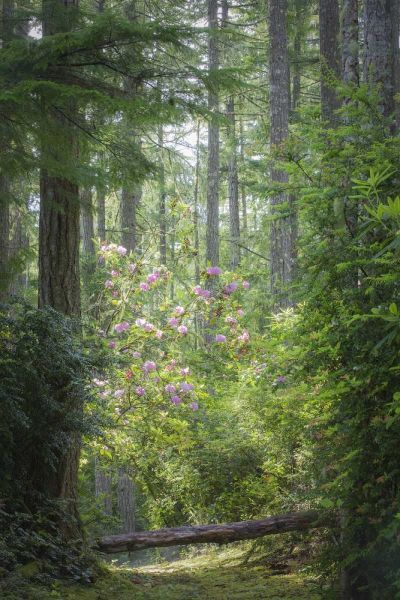 WA, Seabeck Rhododendron blooms in a forest